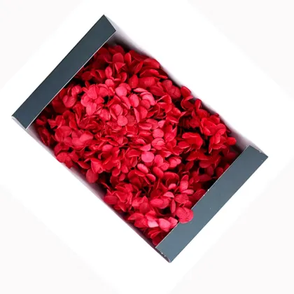 Kunming Fresh Cut Preserved Bicolor Hydrangea Flowers