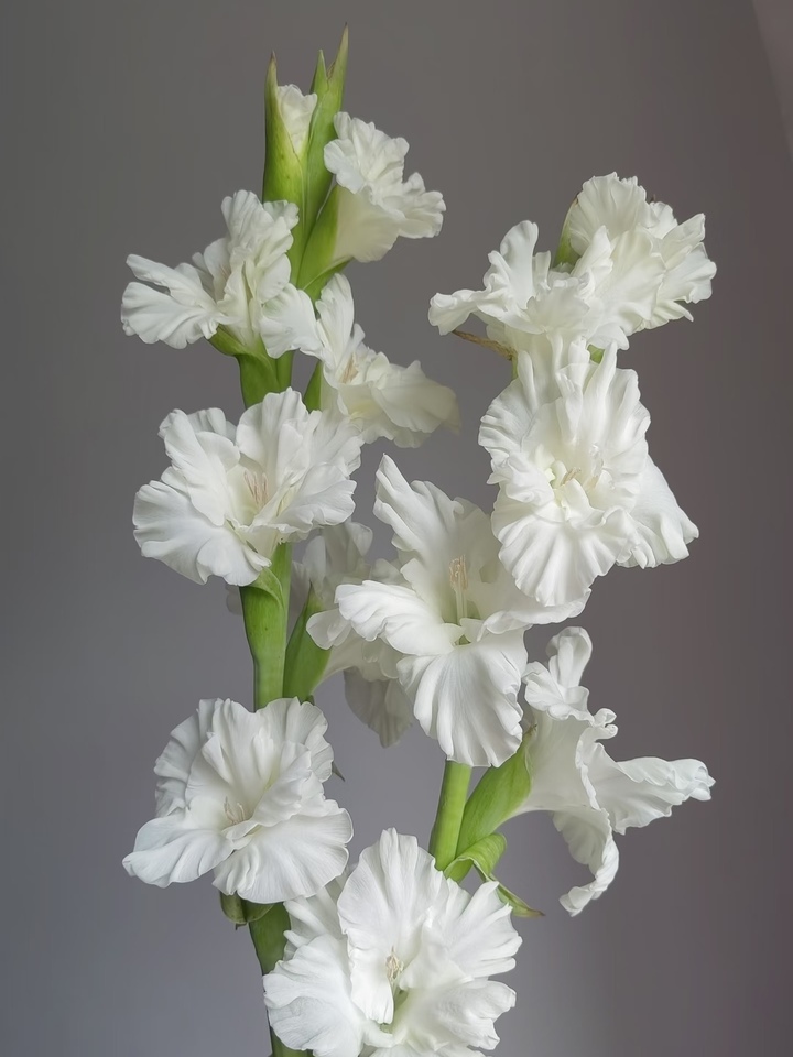 White Gladiolus