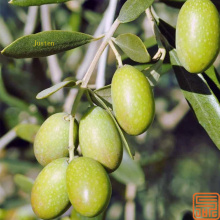 Olive leaf Extract Hydroxytyrosol 20%