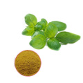 Natural Holy Basil Leaf Extract With Free Sample