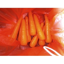 أفضل الأسعار 2018 New crop Fresh Carrot