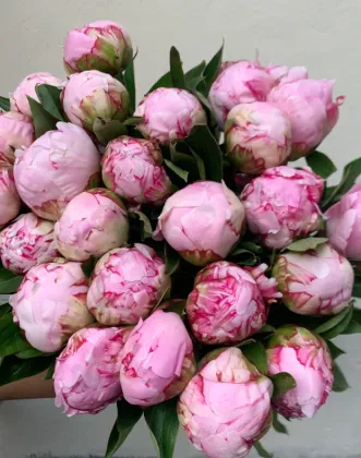 Paeonia lactiflora 'Sarah Bernhardt'