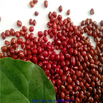 new crop azuki beans(heilongjiang)