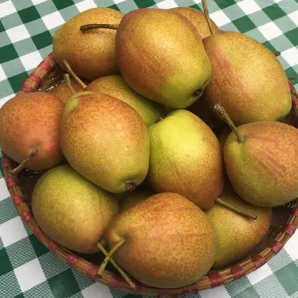 fresh su pears new crop