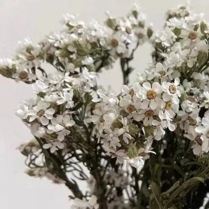 Natural Dried Flowers: White Daisy Flowers for Home Decor