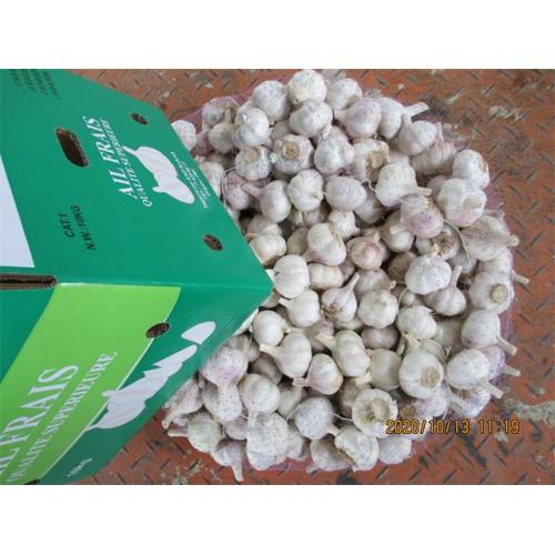 Fresh Garlic Cold Storing Crop 2020 Garlic