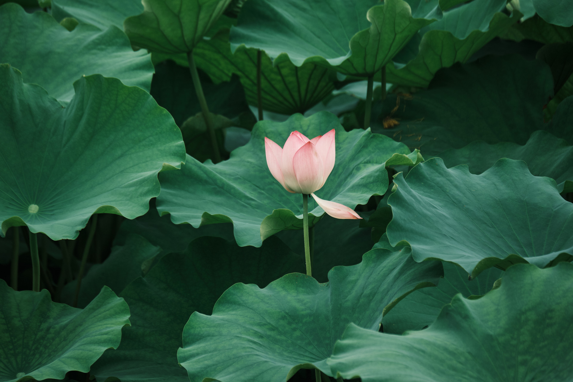 Herbal Lotus Leaf