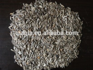 Sunflower seeds for bird snack