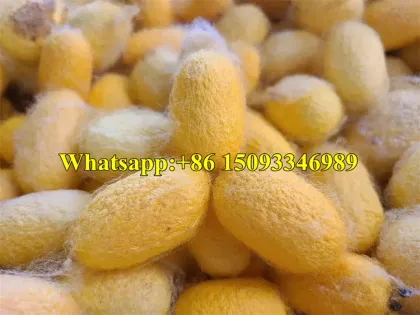 China Factory Supply: Cocoon Pupa Separating Machine & Silkworm Cocoon Processing Equipment