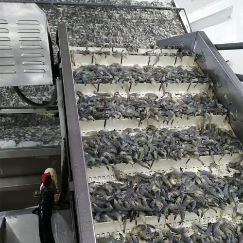 Full Stainless Steel Shrimp Fish Grading Machine