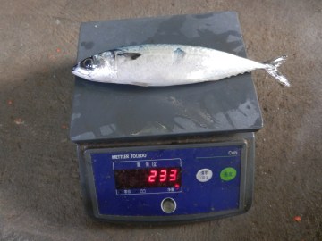 Frozen Pacific Mackerel WR Size 100-200g For Thailand