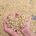 Arabica Green Coffee Bean Grade A1価格