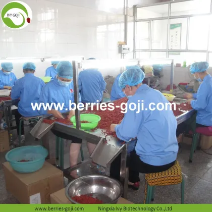 Factory Supply Fruits Premium Red Goji Berry