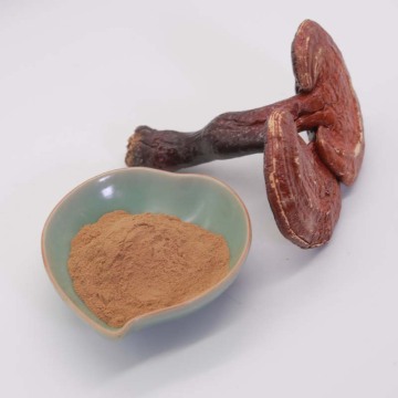 Extrait de champignons reishi 10% -30% de polysaccharides