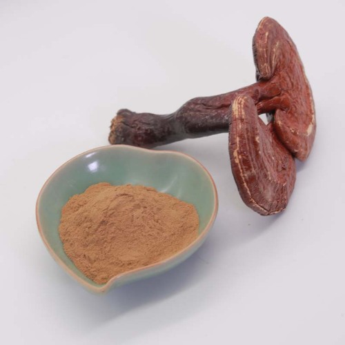 Reishi Pilz extrahieren 10% -30% Polysaccharide