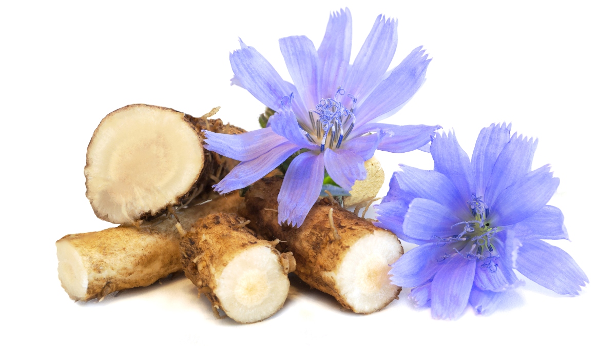 Chicory Extract 90% Inulin