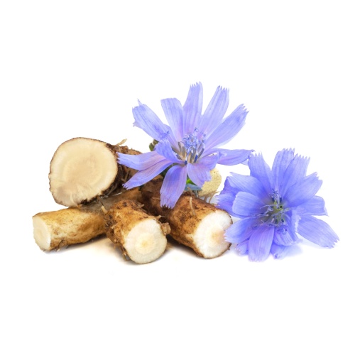 Chicory Extract 90% Inulin