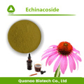 Echinacea Purpurea Extract Echinacoside 4% Precio en polvo