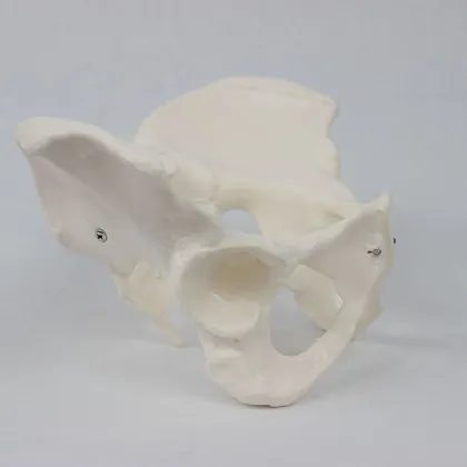 2024 New KRC Medical Science Life-Size Female Pelvis Model