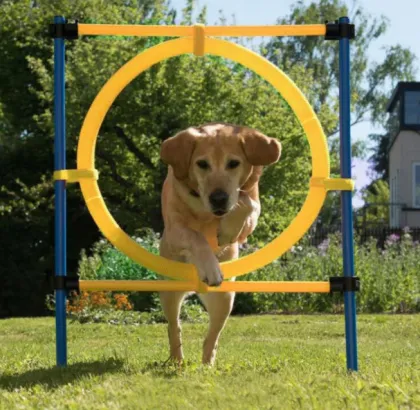 Dog Agility Exercise Training Equipment