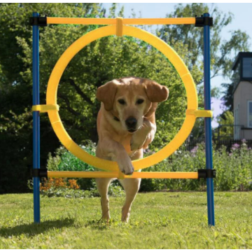 Équipement d&#39;entraînement d&#39;exercice d&#39;agilité de chien