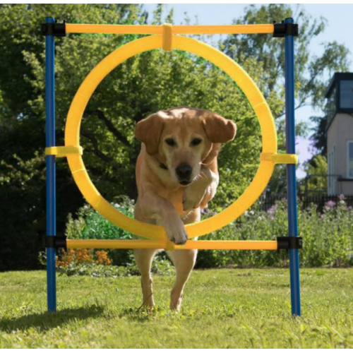 犬の敏捷性の運動訓練装置
