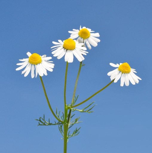 german chamomile extract (1)