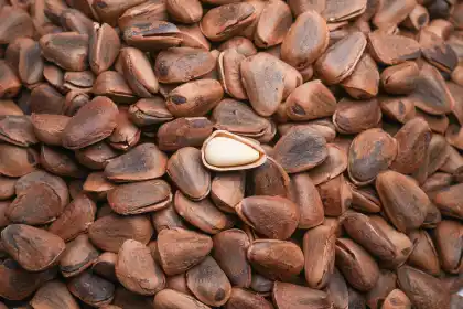 Roasted Delicious Pine Nut