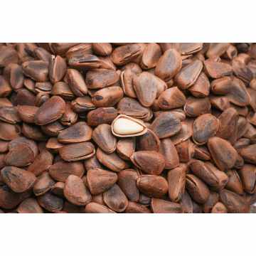 Ψητό νόστιμο κουκουνάρι