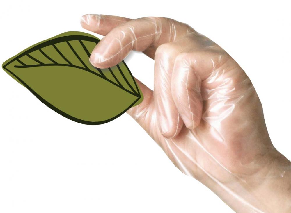 Compostable Food Service Gloves Derived from Cornstarch