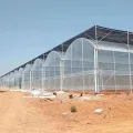 Hot Sale Clear Film of Greenhouse Garden