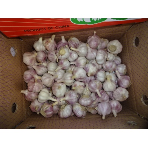 Wholesale Normal White Garlic 2020