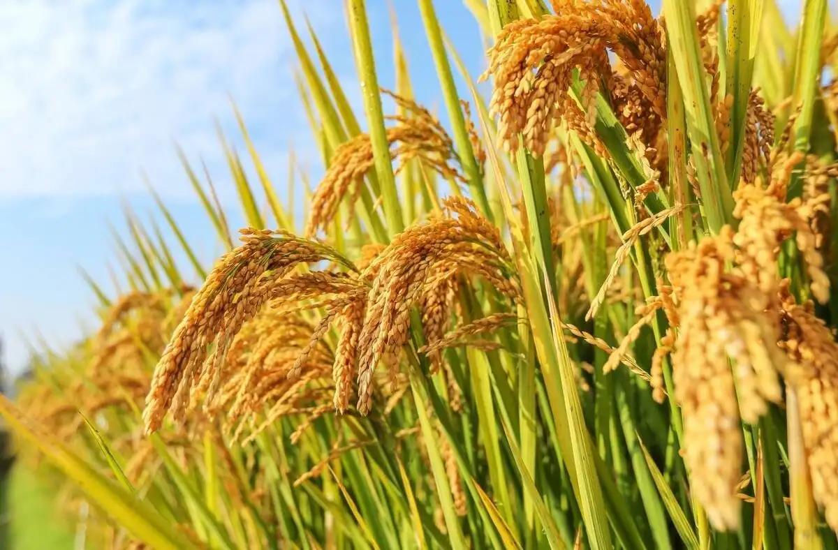 rice