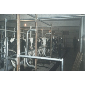 Fish bone milking parlor for cow