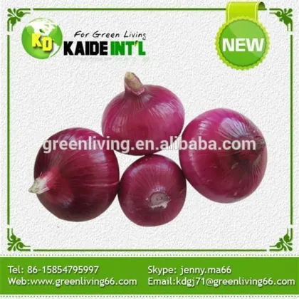 High Quality New Crop Fresh Red Onions
