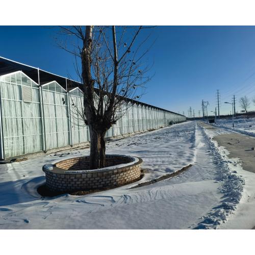 Multi Type Agricultural Planting Greenhouse