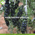 Factory Supply Nutrition Φυσικό Μαύρο Goji Berry