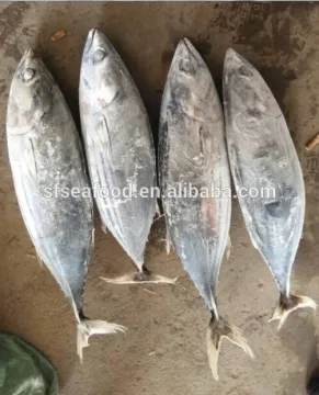 Fresh Frozen Skipjack Tuna