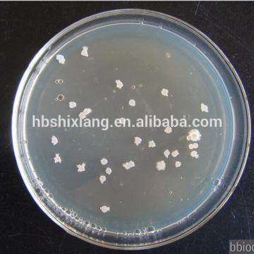 Hot Sale Bacillus Subtilis