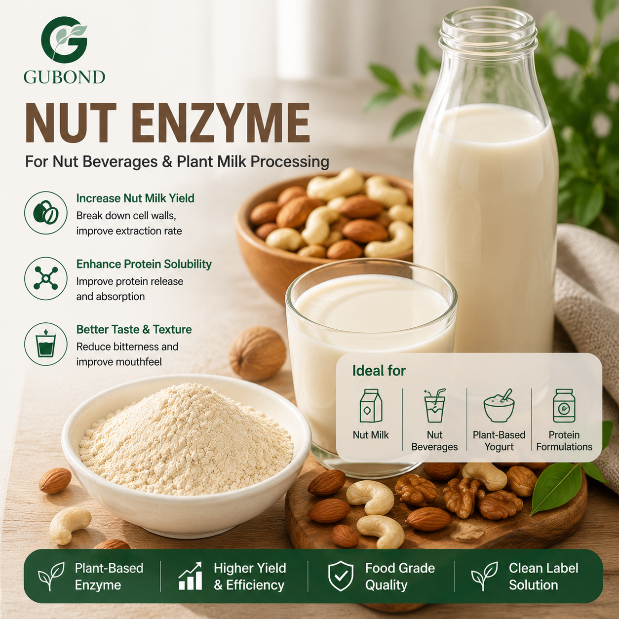 Nut Enzyme