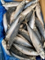 Nowy Landing Frozen Pacific Mackerel 150-200G 200-300G