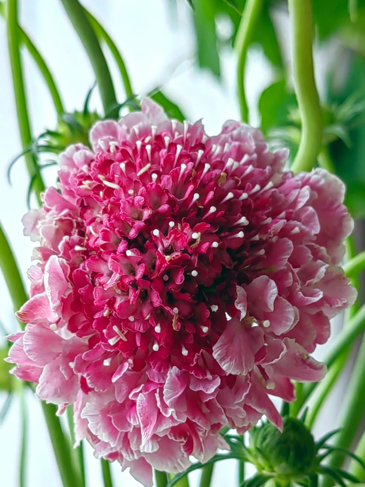 Pink Scabious