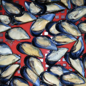 Frozen Cooked Half Shell Mussels Online