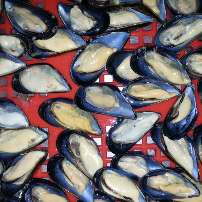 Gefroren gekochte halbe Muschelmuscheln online