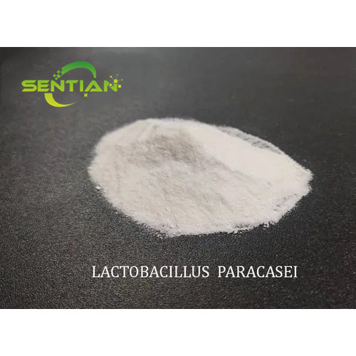 Premium Digestive Health Probiotics Lactobacillus paracasei