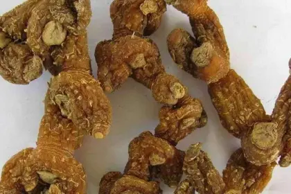 Top grade Polygonati Rhizoma Huang jing Sealwort Polygonatum