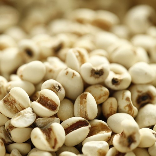 Natural Coix Seed Extract Powder