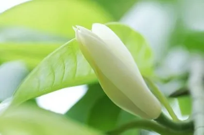 Pure Natural Michelia Alba Flower Oil