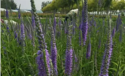 Flower seeds in lexington ky