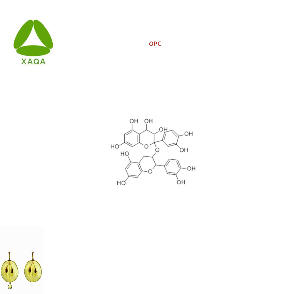 Organisch druivenzaadextract OPC proanthocyanidines 95% poeder